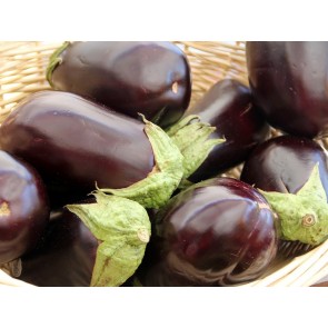 Thai Green Eggplant Certified Organic – West Coast Seeds