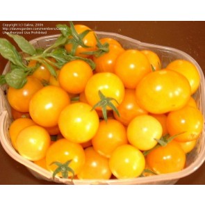 Tomato 'Ester Hess' Plant (4" Pot, single)