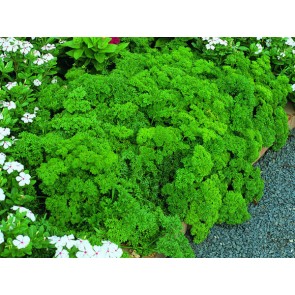 Parsley 'Extra Curled Dwarf' 
