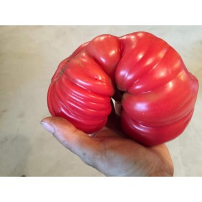 Tomato 'Tamara's San Marzano Pink Ruffled Strain' Seeds (Certified Organic)