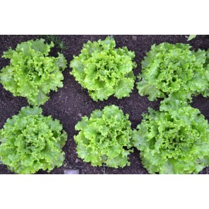 Endive 'Broad-leaved Batavian' Seeds (Certified Organic)