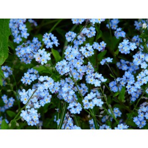 Blue Forget-Me-Not