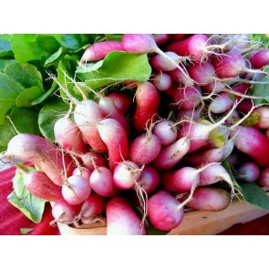 Radish 'French Breakfast'