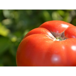Tomato 'Big Boy F2' 