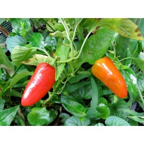 Hot Pepper ‘Fresno’ Seeds (Certified Organic)