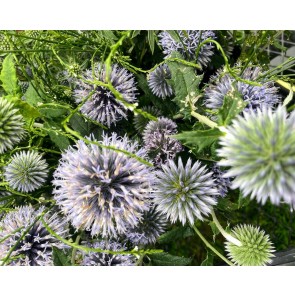 Globe Thistle Seeds (Certified Organic)