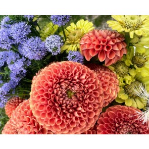 Dahlia 'Cornel Bronze' Tubers - Shipping 2025 Spring - Harvested on our Farm - USDA Certified Organic