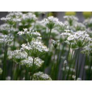 Herb 'Garlic Chives' Plant (4