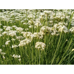 Herb 'Garlic Chives' Plant