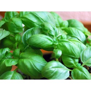 Basil 'Genovese' AKA 'Classico' 