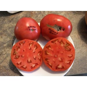 Tomato 'German Queen' Plant (4