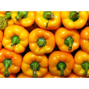 Bell Pepper 'Golden California Wonder' Seeds (Certified Organic)