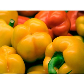 Bell Pepper 'Golden California Wonder' Seeds (Certified Organic) 