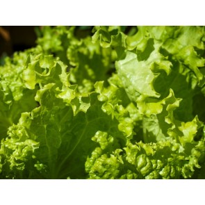 Loose-leaf Lettuce 'Grand Rapids' 