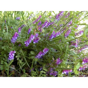 Hairy Vetch Seeds (Certified Organic)