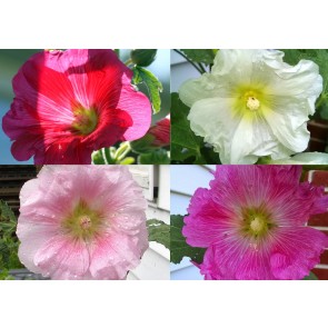 Hollyhock ‘Single Mix’ 