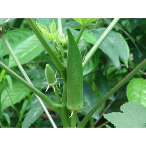Okra 'Emerald' Seeds (Certified Organic)