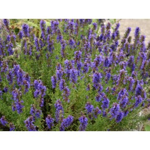 Hyssop