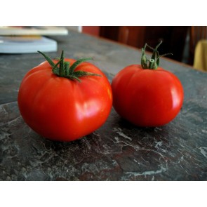 Tomato 'Boxcar Willie' Plant (4" Pot, single)