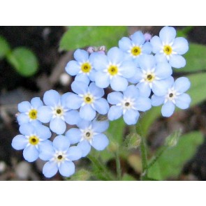 Blue Forget-Me-Not Seeds (Certified Organic)