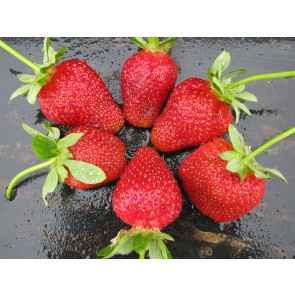 Strawberry 'Honeoye' Plants (4 Pack)