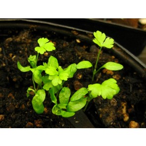 Leaf Celery 'Verde da Taglio' Seeds (Certified Organic)