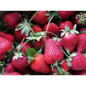 Strawberry 'Honeoye' Plants (4" Pot, single)