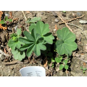 Lady's Mantle Seeds (Certified Organic)