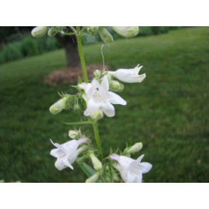 Penstemon, Green-Leaf, White Flowers Seeds (Certified Organic)