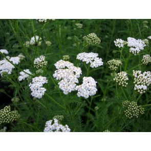 White Yarrow 