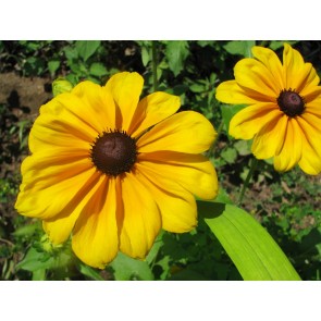 Black-Eyed Susan 'Indian Summer' 