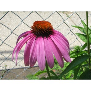 Purple Coneflower Seeds (Certified Organic)