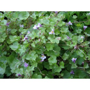 Ivy-Leaved Toadflax Seeds (Certified Organic)