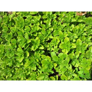 Sweet Marjoram Seeds (Certified Organic)