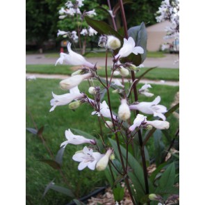 Penstemon, Green-Leaf, White Flowers Seeds (Certified Organic)