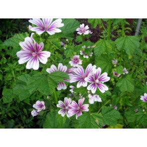 Mallow/French Hollyhock 'Zebrina'