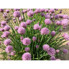 Chives, Common