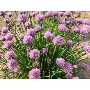 Herb 'Chives' Plant