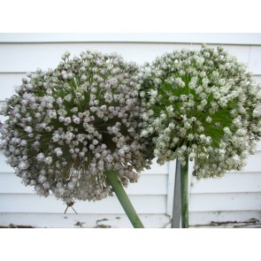 Leek 'Large American Flag' Seeds (Certified Organic)