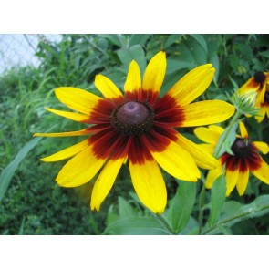 Black-Eyed Susan 'Autumn Colors' 