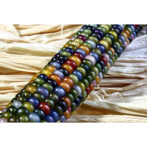 Glass Gem Corn Seeds