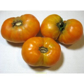 Tomato 'Orange'