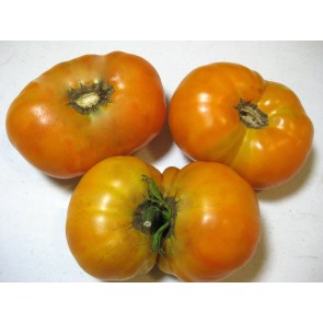 Tomato 'Orange' Seeds (Certified Organic)