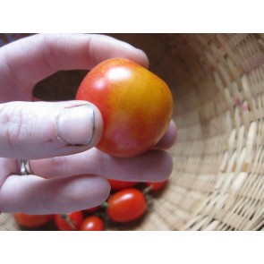 Tomato 'Bicolor Cherry' Seeds (Certified Organic)