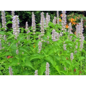 Anise Hyssop 'Blue Licorice' Seeds (Certified Organic)