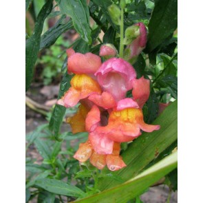 Pinky-Orange Snapdragon Seeds (Certified Organic)