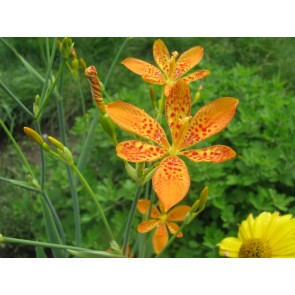 Orange Blackberry Lily