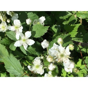 Wild Blackberry Plant (4