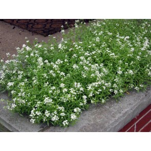 Alyssum 'Carpet of Snow' Seeds (Certified Organic)