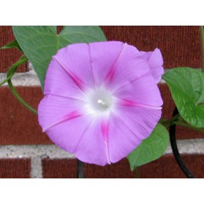 Pink Morning Glory